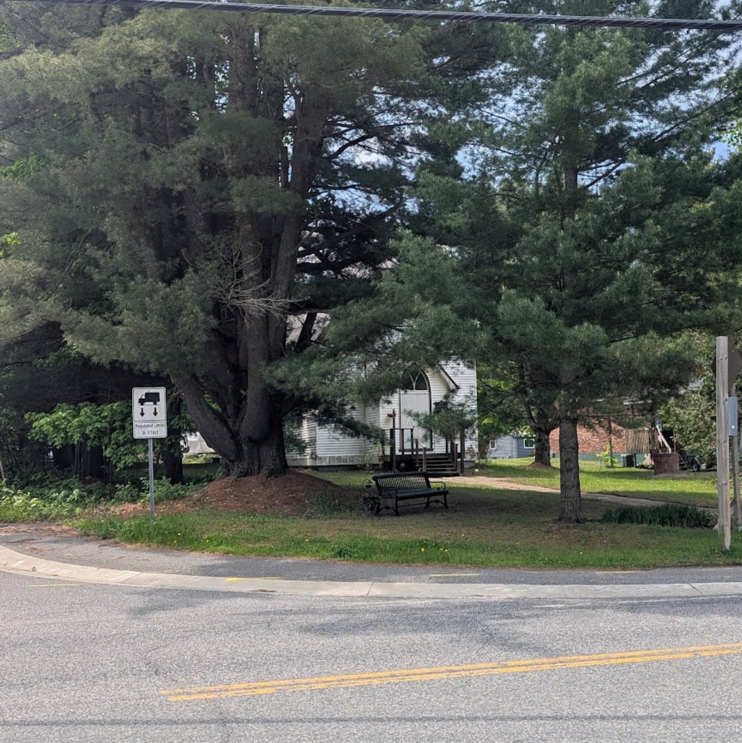 Our view of a village church and a spectacular pine tree