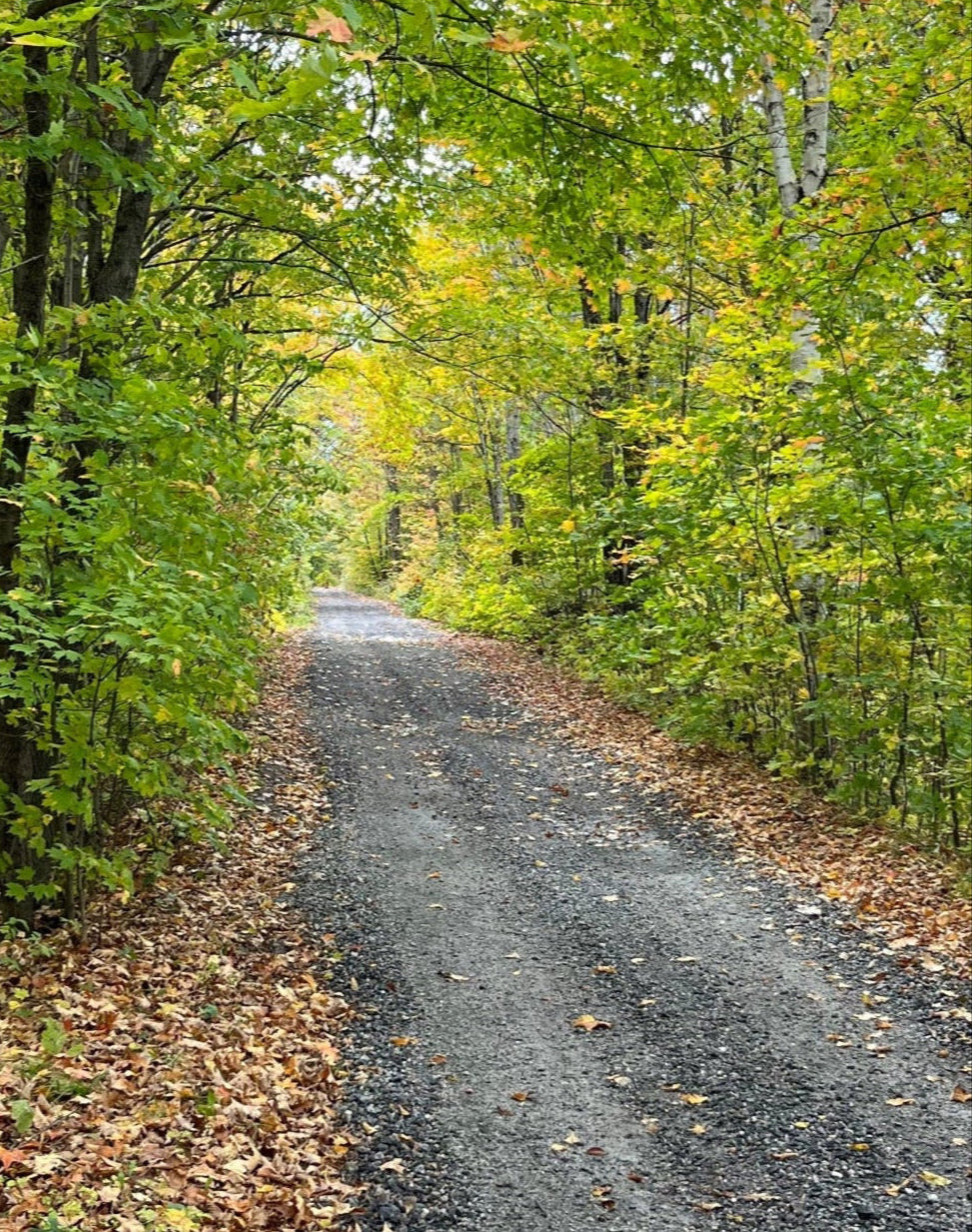 The Seguin Trail early fall with yellow and green leaves